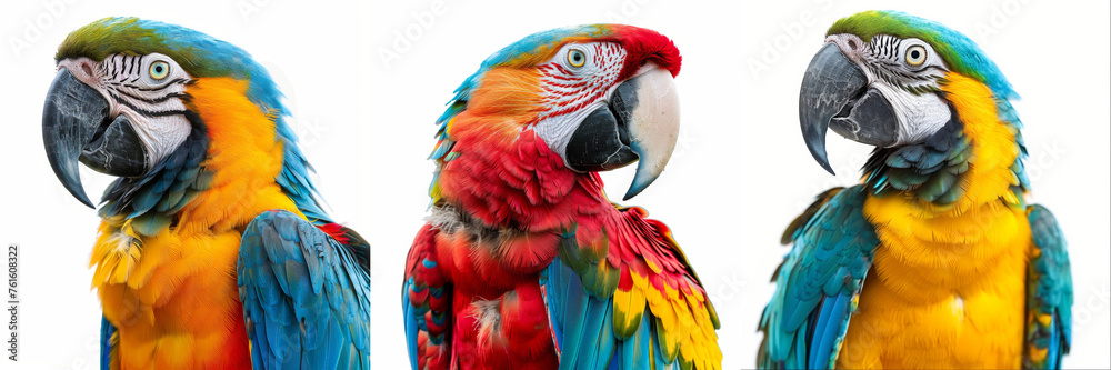 Obraz premium Close-up of a vibrant macaw parrot with detailed feathers and a vivid color palette.