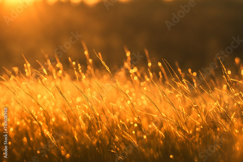 Grass in a sunny field