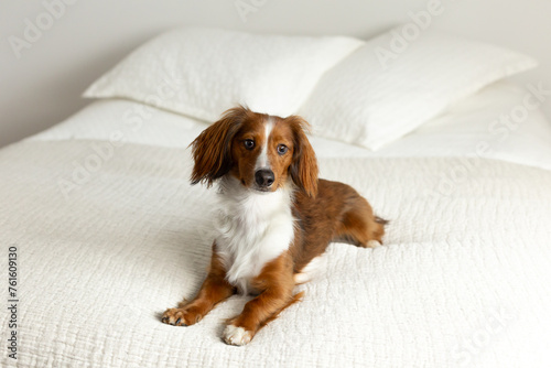 Selective focus horizontal view of red and white standard long-haired dachshund looking ahead with shy expression while lying down on bed 