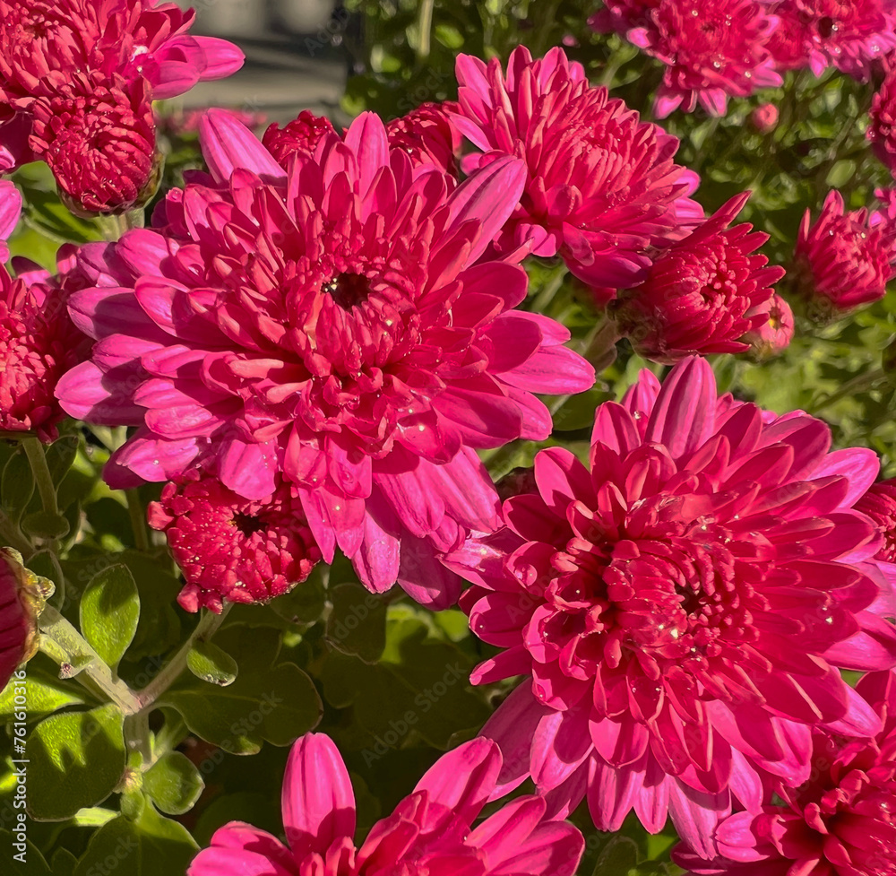 Pink Chrysanthemums Pink Chrysanthemums