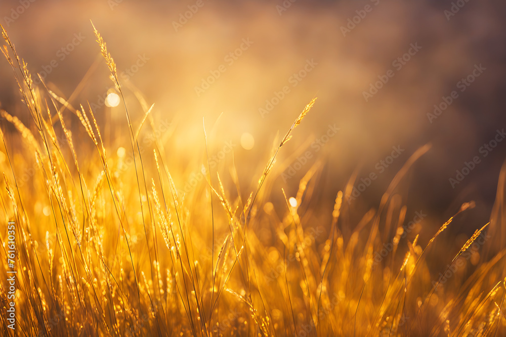 Grass in a sunny field Grass in a sunny field