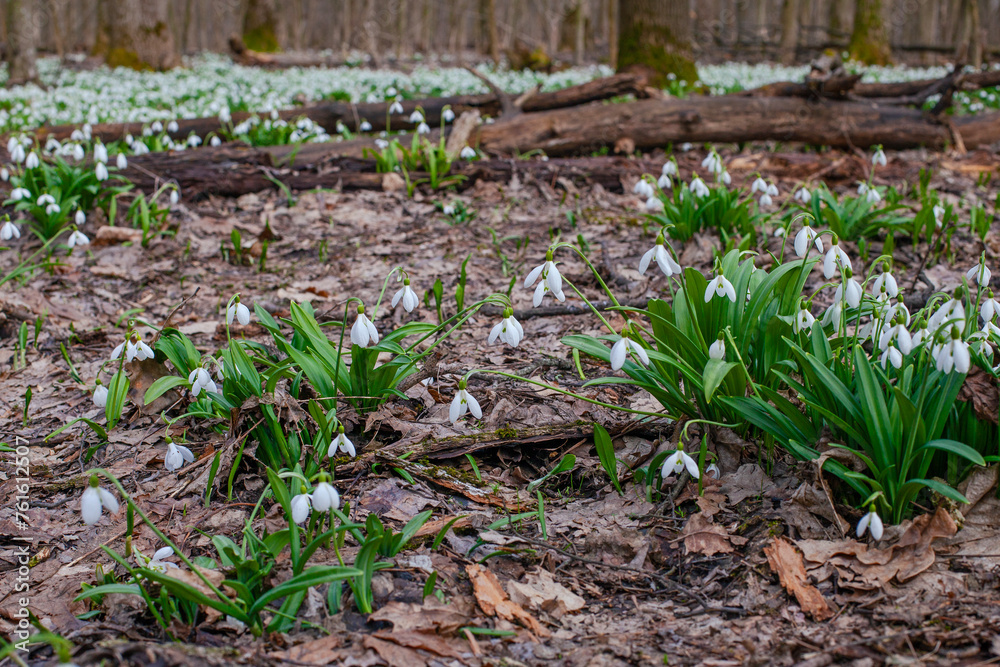First spring snowdrops on the meadow in forest First spring snowdrops on the meadow in forest
