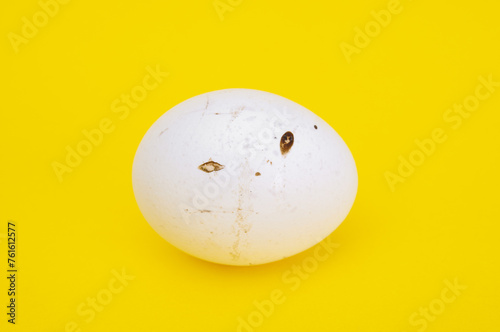 Raw chicken egg close up on a yellow background