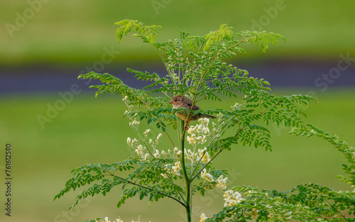 small sparrow bird on tree with blooms