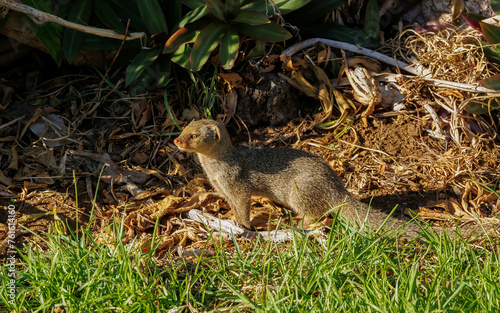Slika na platnu cute mongoose rodent in grass