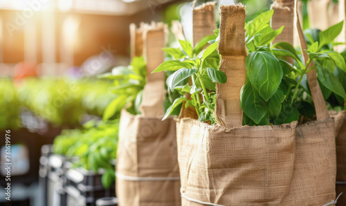 Burlap bags with lush green plants inside, bathed in warm sunlight at a plant nursery. Urban gardening and sustainable packaging concept.
