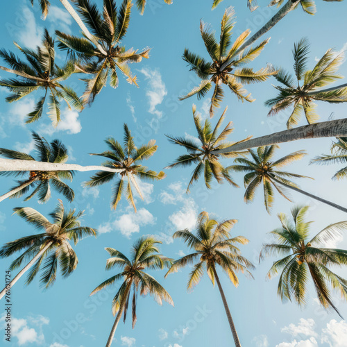 Raws of tall palm trees on blue sky, view strictly from bottom to up.