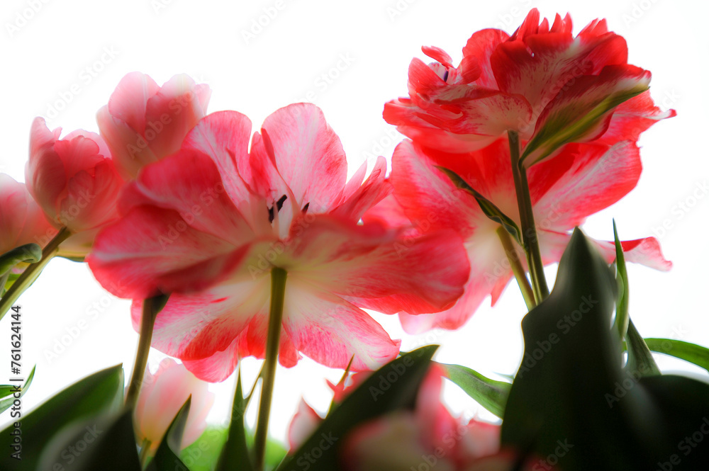 tulipani tulipani