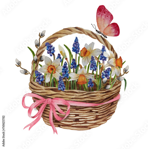 Watercolor spring flower basket with pink ribbon and butterfly. Narcissus, muscari, willow twigs in an Easter busket.