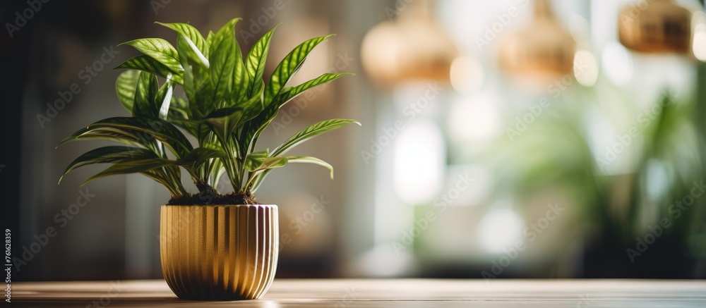 Close-up image of a decorative plant on a table Close-up image of a decorative plant on a table