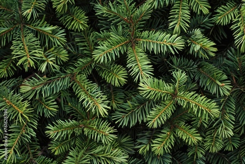 The dense foliage of a spruce or fir tree  representing nature or the environment