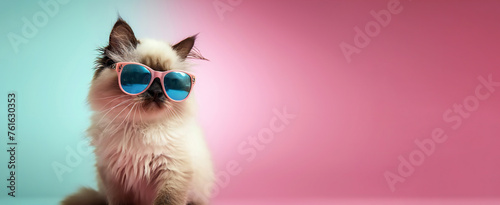 Fashionable cat with sunglasses on pink background