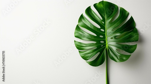 Contrasting Colors: Green Monstera Leaf on White, generative ai