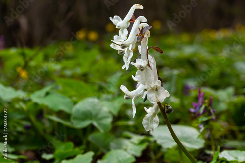Corydalis. Corydalis solida. Violet flower forest blooming in spring. The first spring flower  purple. Wild corydalis in nature