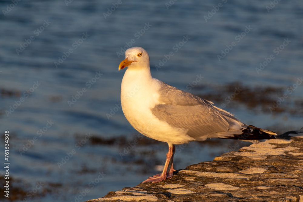 seagull on the shore