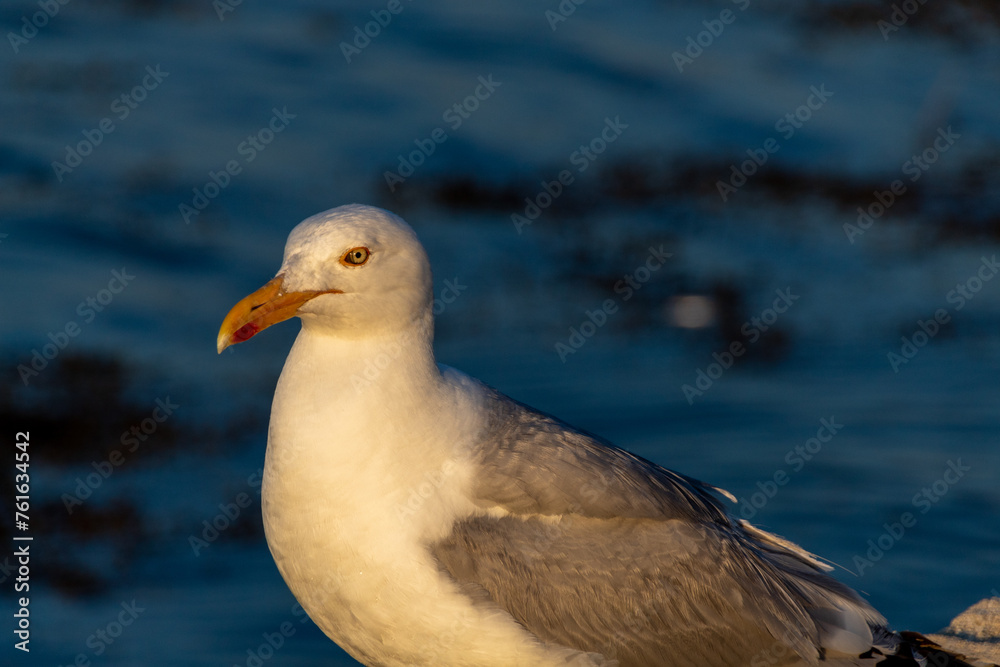 Fototapeta premium seagull on the shore