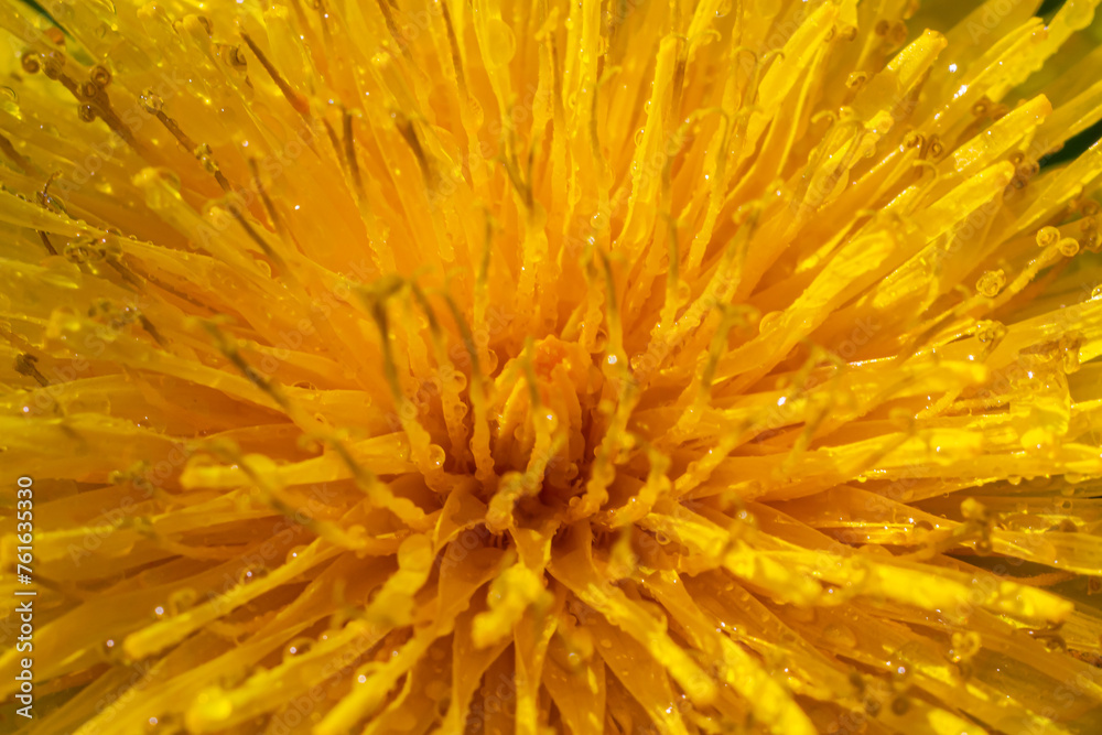 Dandelion yellow flowers close up detail with rain drops Dandelion yellow flowers close up detail with rain drops