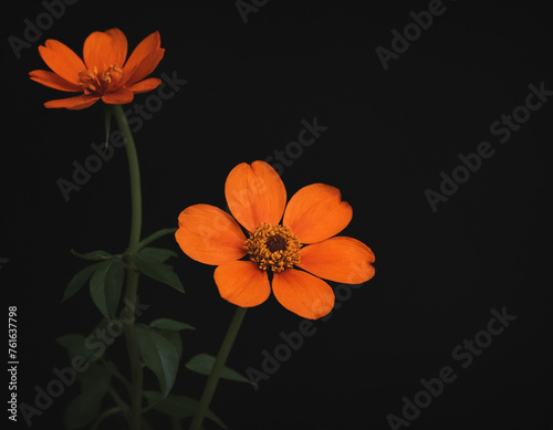 Orange flower on a dark background