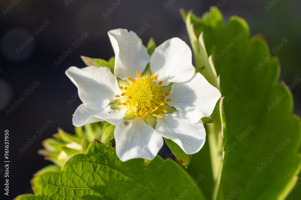 Beautiful spring strawberry flowers. Green field with white strawberry.