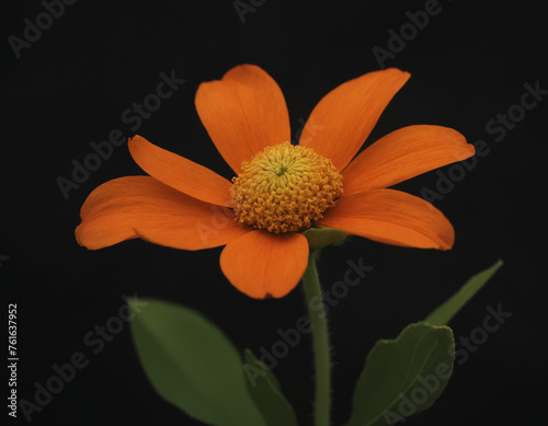 Orange flower on a dark background