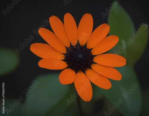 Orange flower on a dark background