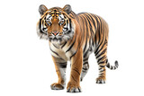 Tiger standing on transparent background