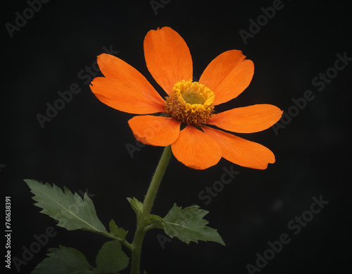 Orange flower on a dark background