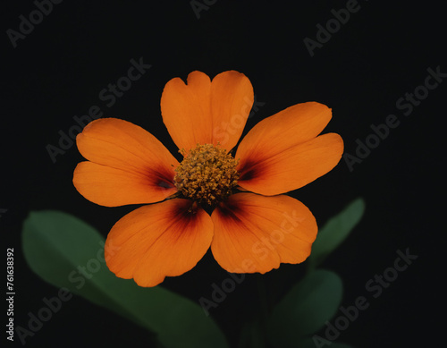 Orange flowers on a black background