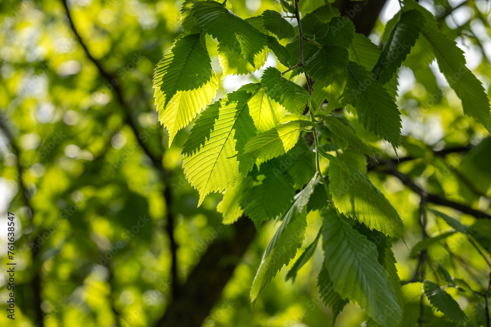 Sun shines through the spring young leaves of the tree Sun shines through the spring young leaves of the tree