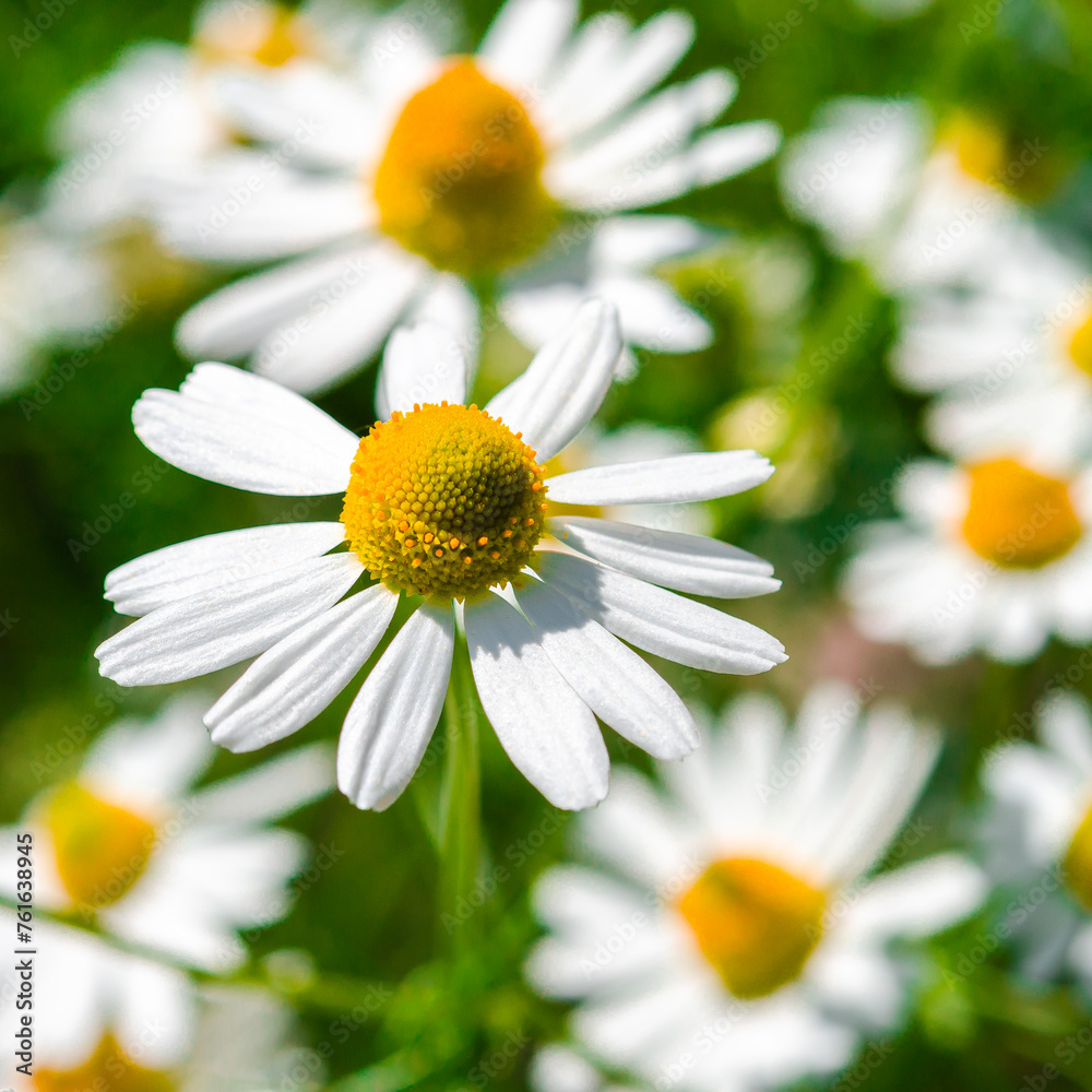 Obraz premium Medicinal chamomile close-up. Alternative medicine.