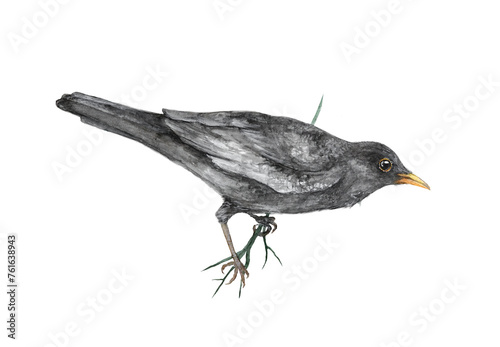 Birds - Eurasian Blackbird Watercolor Illustrations