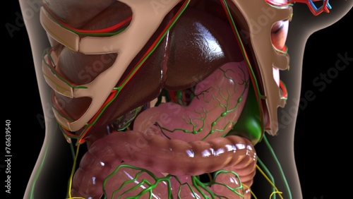 female lymph nodes anatomy with internal organs for medical concept 3d rendering