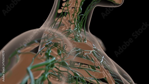 female lymph nodes anatomy with skeleton for medical concept 3d rendering