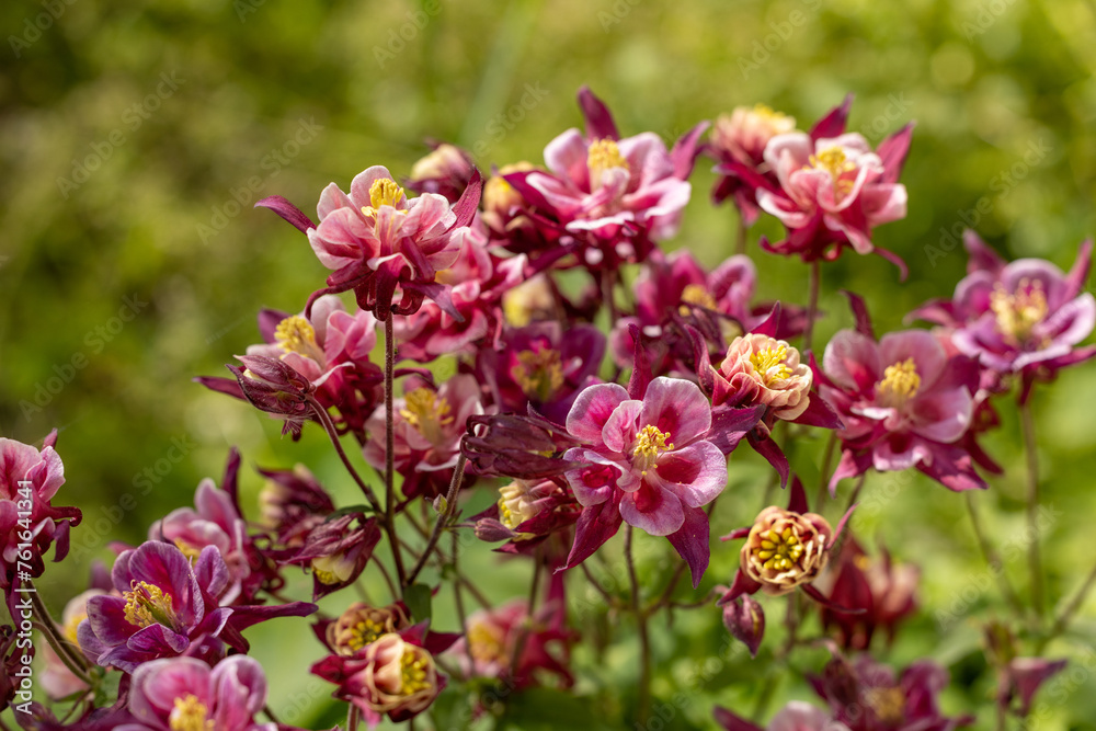 Tender purple pink white aquilegia bells flowers on the sunny weather. Tender purple pink white aquilegia bells flowers on the sunny weather.