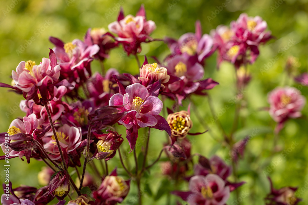 Tender purple pink white aquilegia bells flowers on the sunny weather.