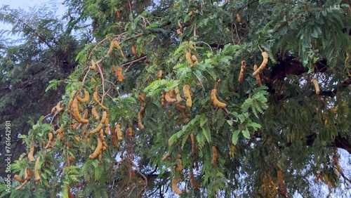 Fresh tamarind fruit on the tree