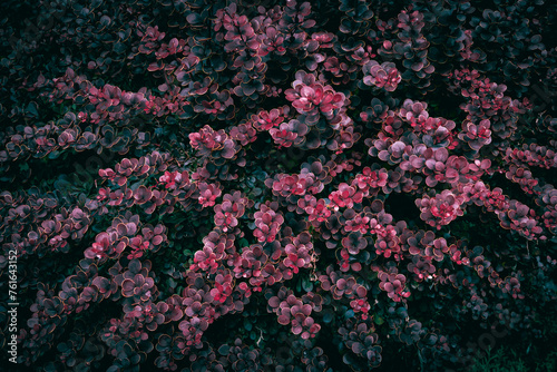 Moody red Barberry bush leaves texture