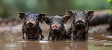 Playful and energetic piglets enjoying themselves by splashing happily in a charming muddy puddle