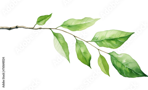 Watercolor green leaf branch clipart isolated on transparent background