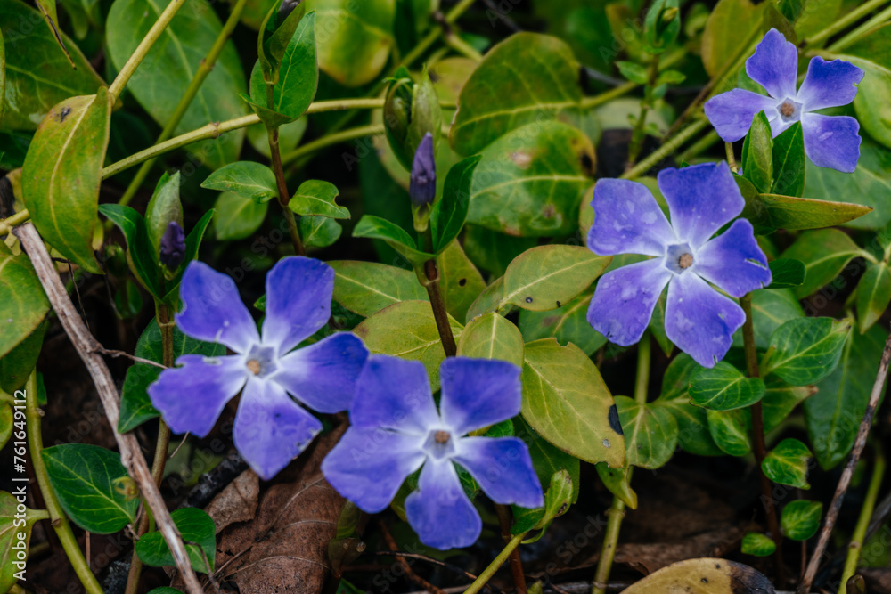 Beautiful purple flowers of vinca minor Beautiful purple flowers of vinca minor
