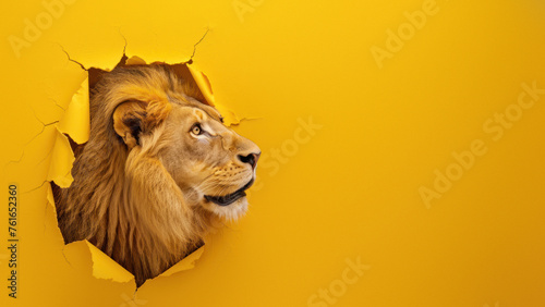 An artistic profile view of a stoic lion breaking through bright yellow paper  evoking contemplation and focus