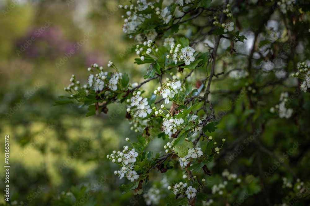 Beautiful spring scene with hawthorn tree blossom Beautiful spring scene with hawthorn tree blossom