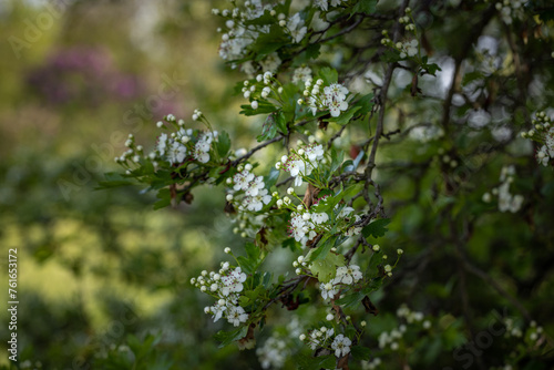 Beautiful spring scene with hawthorn tree blossom
