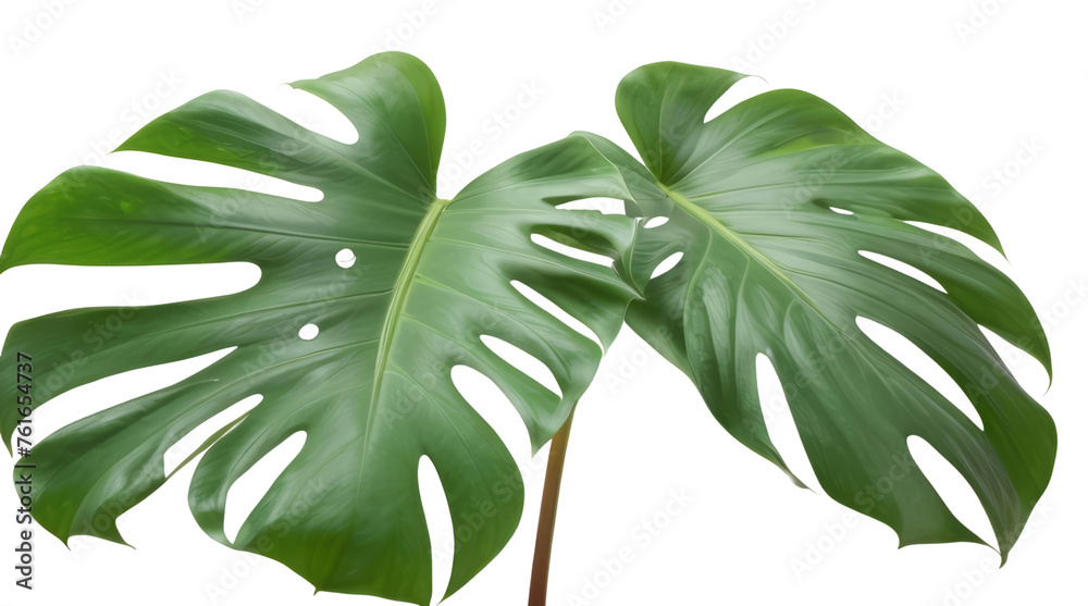 monstera leaf isolated on white background