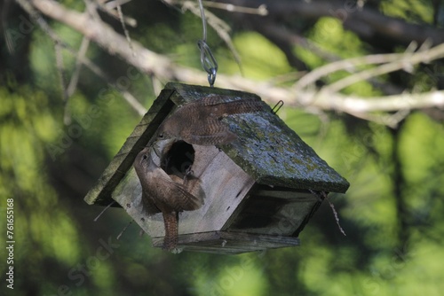 house wren feeding photo