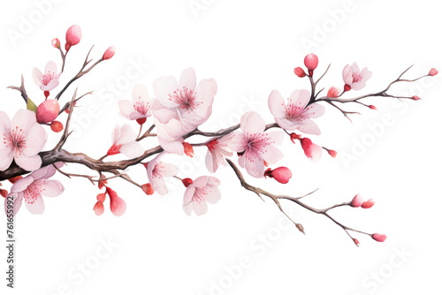 Watercolor blossom branch clipart isolated on transparent background