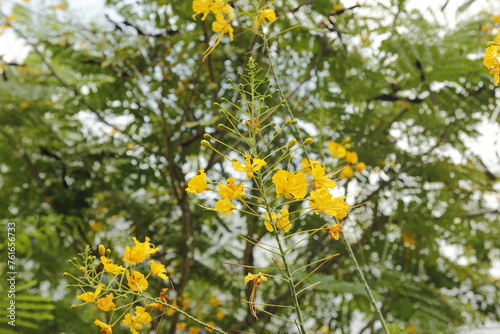 Peacock flower, a tropical small tree of family Caesalpiniaceae.