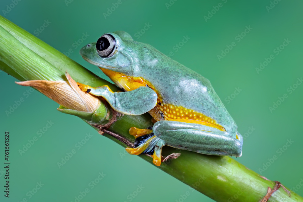 tree frog, java tree frog, flying frog sitting on a branch
