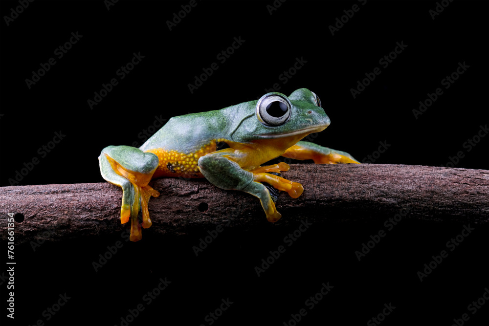 tree frog, java tree frog, flying frog sitting on a branch