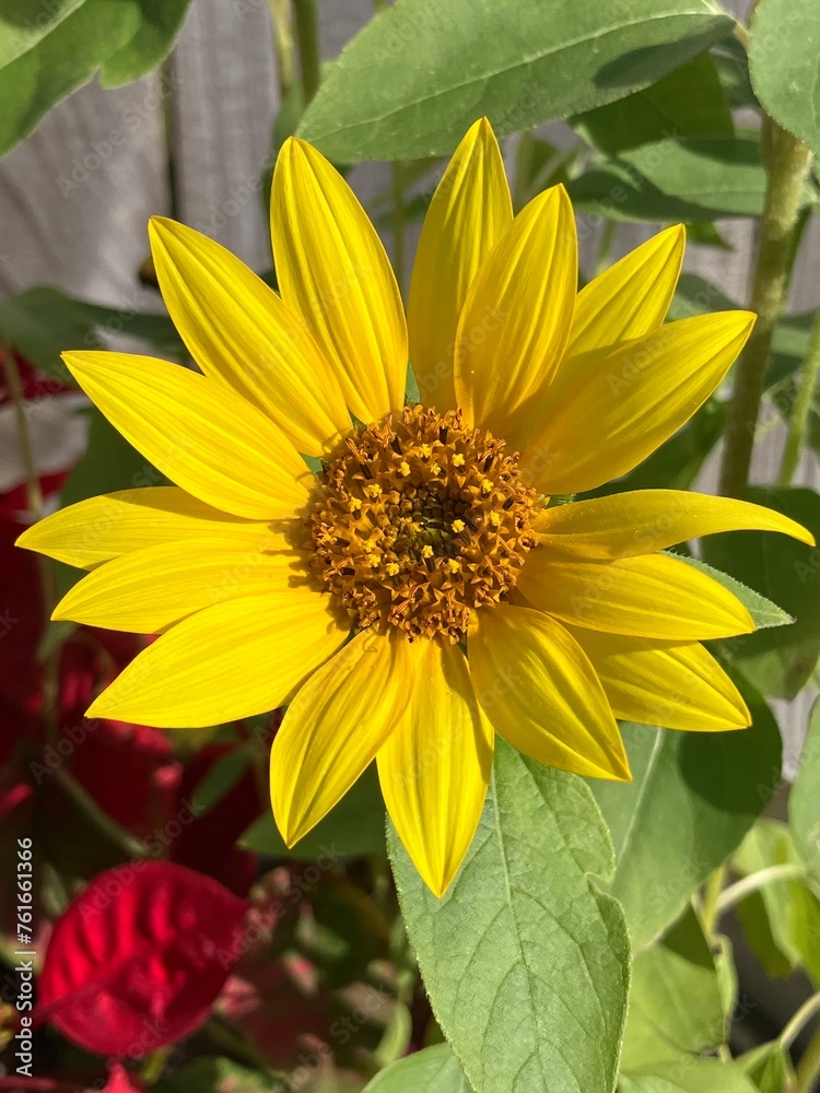 Sunflower Sunflower